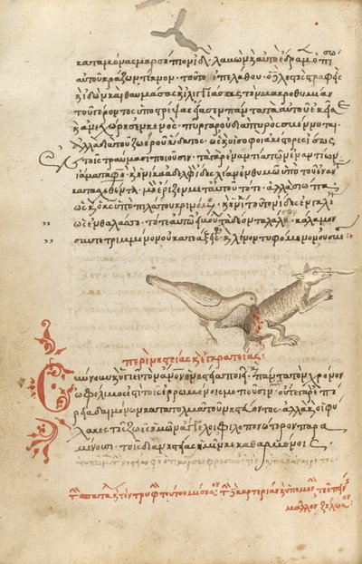A Bird Pecking at an Animal by Unknown artist