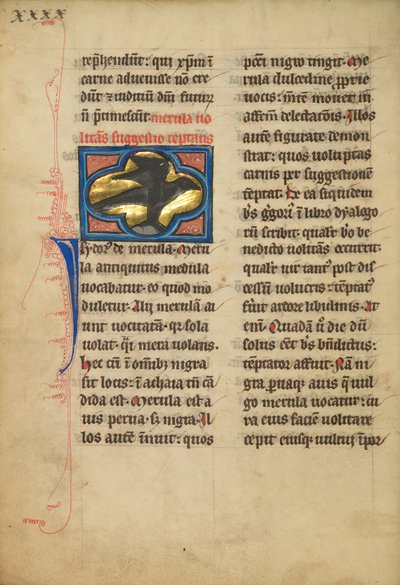 A Blackbird by Unknown artist