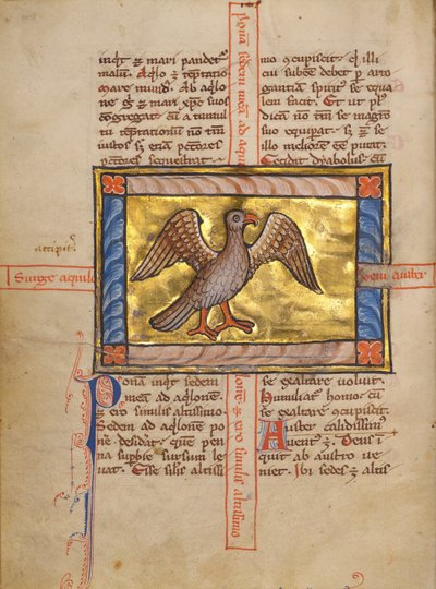 A Falcon by Unknown artist
