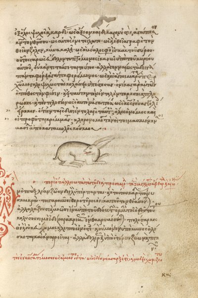 A Hare by Unknown artist
