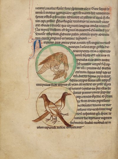 A Hawk; Magpies by Unknown artist