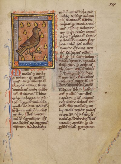 A Night Heron by Unknown artist