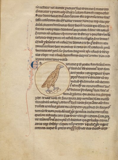 A Partridge by Unknown artist