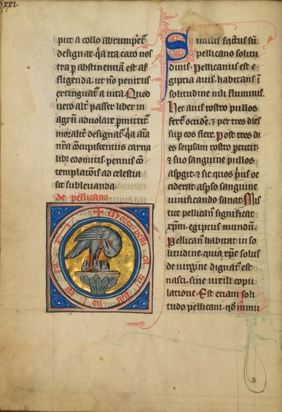 A Pelican Feeding Her Young by Unknown artist