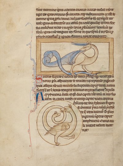 A Scitalis; An Amphisbaena by Unknown artist