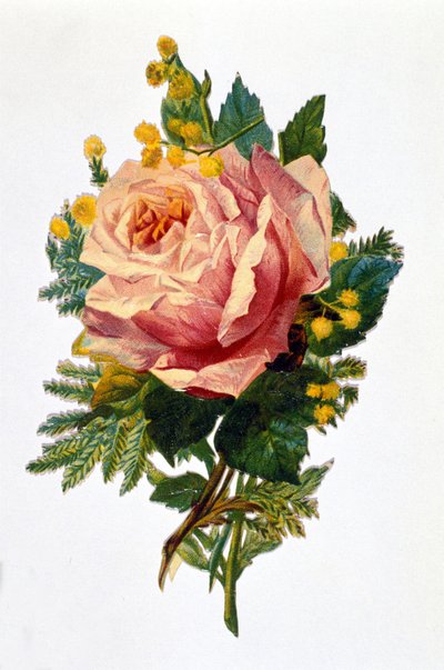 A rose by Unknown artist