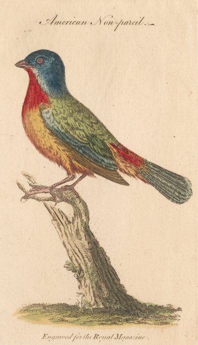 American Non-pareil by Unknown artist
