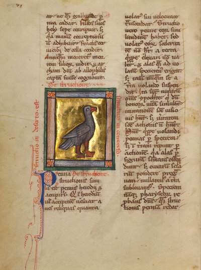 An Ostrich by Unknown artist
