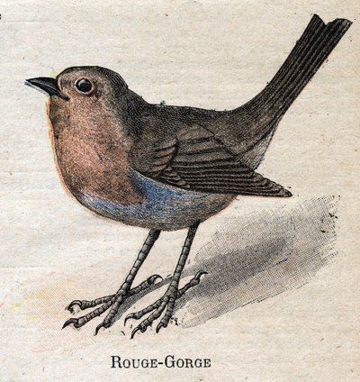 Birds Useful to Agriculture: Red-Throat by Unknown artist