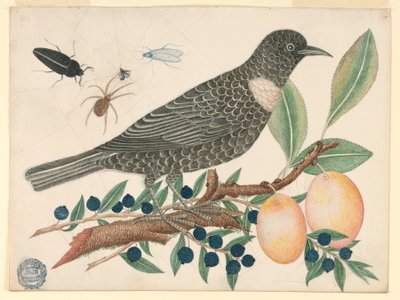 Black Bird with Blueberries and Apricots by Unknown artist