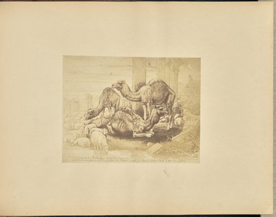 Camels by Unknown artist