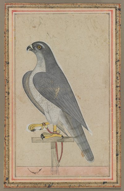 Falcon by Unknown artist