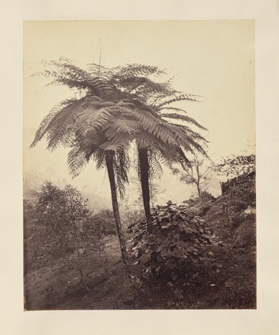 Ferns by Unknown artist
