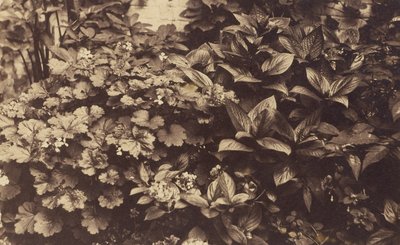 Flowers and Leaves by Unknown artist