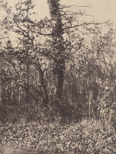 Forest Landscape by Unknown artist