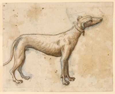 Greyhound by Unknown artist