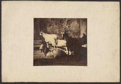 Group of Goats by Unknown artist