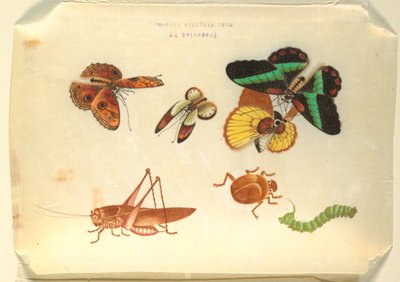 Insects by Unknown artist