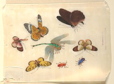 Insects by Unknown artist
