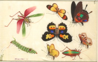 Insects by Unknown artist