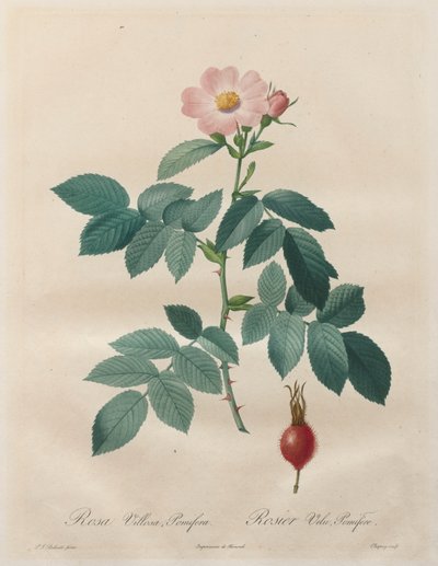 The Roses: Rosa villosa, pomifera by Unknown artist
