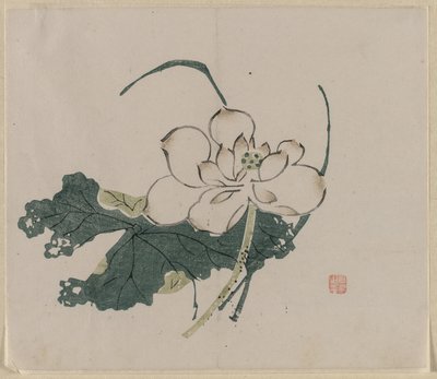 Lotus Blossom by Unknown artist