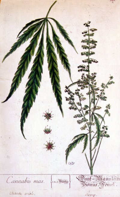 Male cannabis plant by Unknown artist