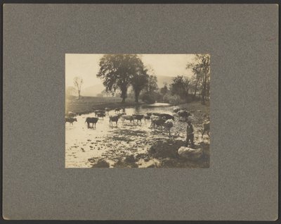 Man with Cows in a Stream by Unknown artist
