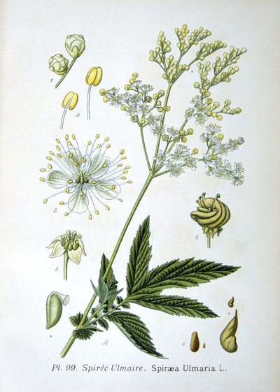Meadowsweet by Unknown artist
