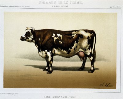 Norman cow by Unknown artist