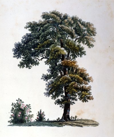 Oak by Unknown artist
