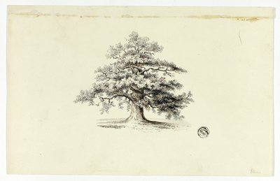 Oak Tree by Unknown artist