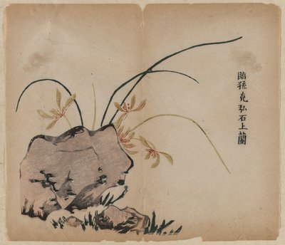 Orchid on Rocks by Unknown artist