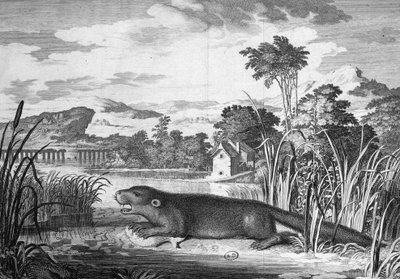 Otter - engraving by Unknown artist