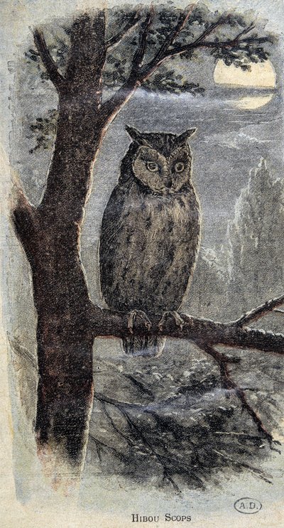 Owl by Unknown artist