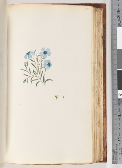 Page 101. Unidentified Plant by Unknown artist