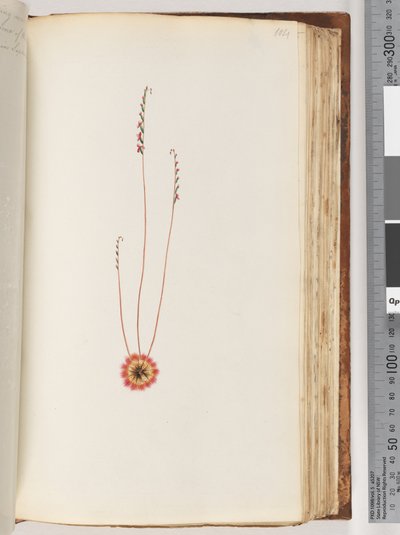 Page 104. Unidentified Plant by Unknown artist