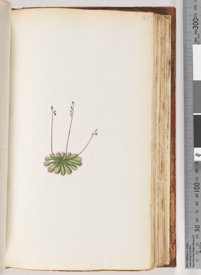 Page 105. Unidentified Plant by Unknown artist