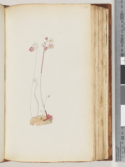 No inscription, drawing unfinished by Unknown artist
