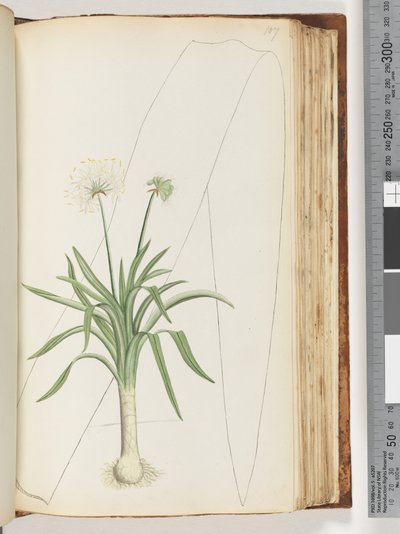 Page 107. No inscription. Unidentified plant by Unknown artist