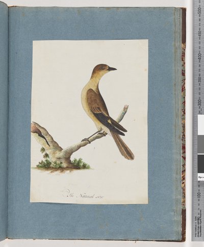 Page 109. Unidentified Bird by Unknown artist