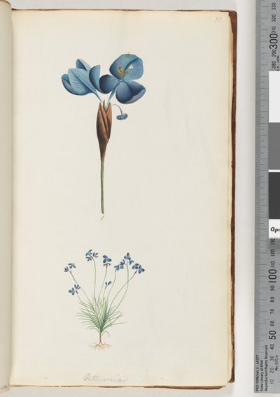 Page 10. Pattersonia by Unknown artist