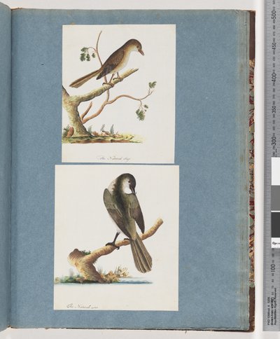 Unidentified Bird by Unknown artist