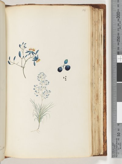 Page 114. Unnamed Flowering Plant by Unknown artist