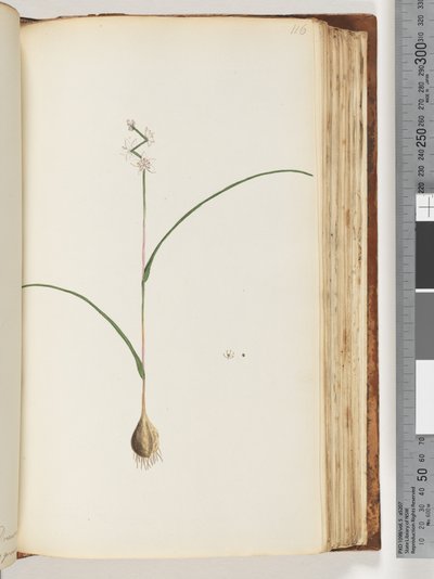Unidentified plant by Unknown artist