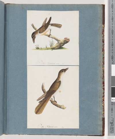 Page 117. Unidentified Bird. 118. Unidentified Bird by Unknown artist