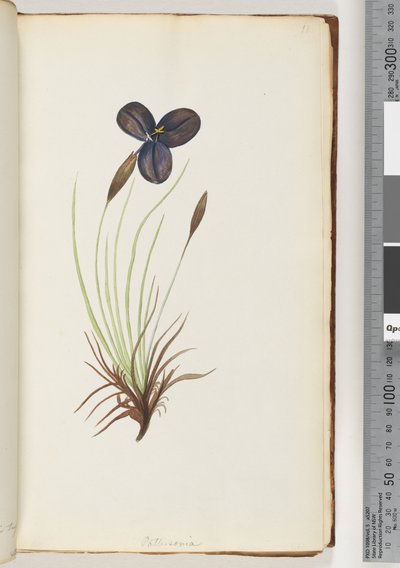 Page 11. Pattersonia by Unknown artist