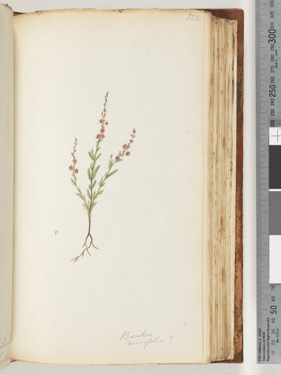 Page 122. Possibly Baeckea Densifolia by Unknown artist