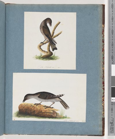 Page 123. Unidentified Bird. Unidentified Bird by Unknown artist