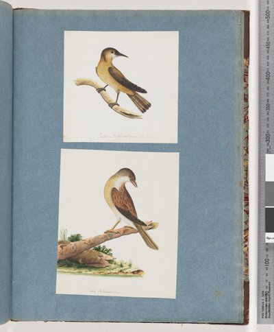 Page 125. Unidentified Bird. 126. Unidentified Bird by Unknown artist